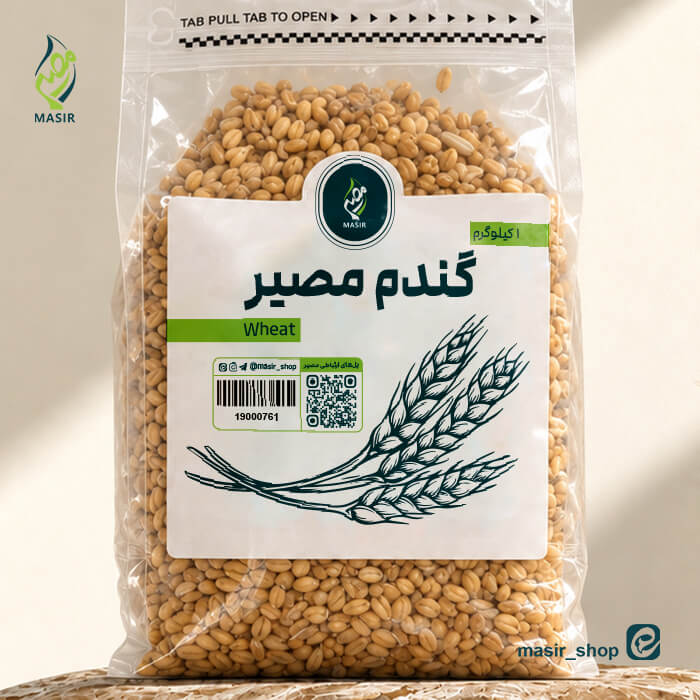 گندم مصیر